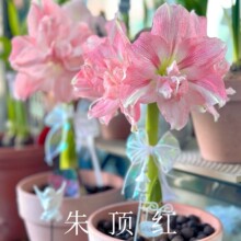 荷兰朱顶红进口重瓣种球大南非鬼魅阿弗雷花孔雀玫瑰花漾精灵阳台