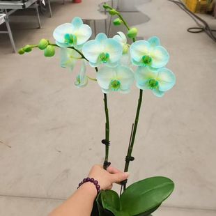 �V�ݻ���ֱ�N�R���������m���_�lƱ���ܻ���ֱ�N�҃��^�p�Ի�����