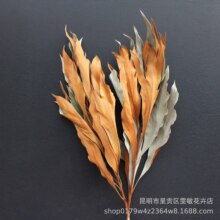 �����Ȼ�L���p���~�滨�ɻ��y���~�ɻ��Ĕz���ߏS�����l