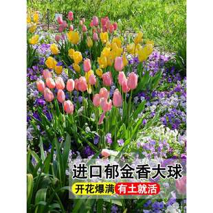 ˮ���������M�ڷN�򻨻�5�����҃�����������ˮ�B�ļ��N��ֲ��