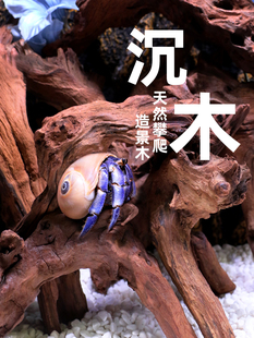 Hermit Crab Sinkwood Climbing ~ Azalea Root Crossing the River Dragon Landscape Avoiding Shrimp Wood Decorative Ornaments Climbing Pet Large small size