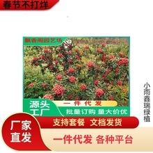 һ�����l���~�໨�����ٽ���������Ĵ���t�ۼt�����������໨��