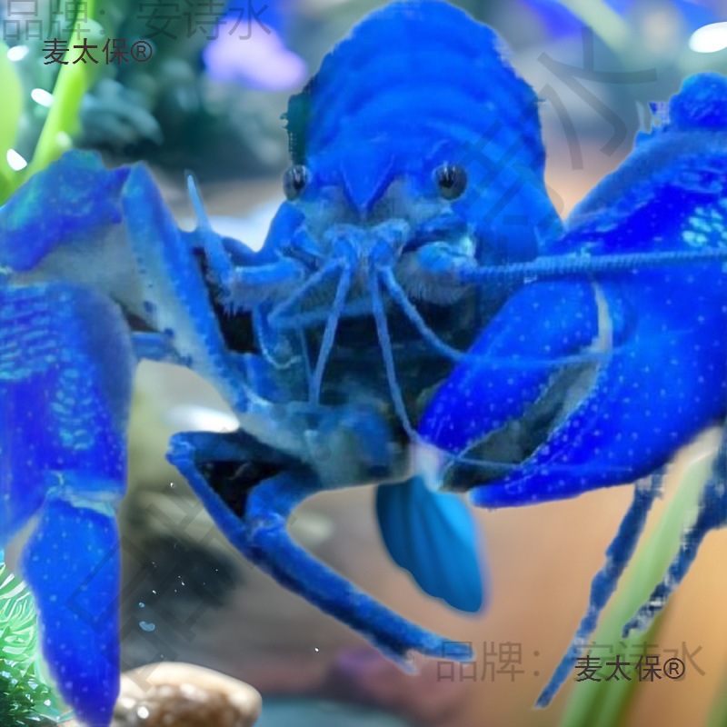 天空观赏虾活体蓝魔宠物虾苗满淡水鳌包邮虾大型水族小龙虾麦太保
