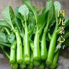 广东四九菜心种子25天速生甜菜心菜苔籽四季种耐热耐高温蔬菜种子