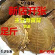 甲魚活體青黃背中華鱉王八團魚生鮮海鮮活水產水魚小甲魚特產批發
