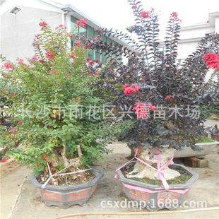 Hunan Crape Myrtle Tree Stumps, Multi-Stemmed Red-Flowered Crape Myrtle, Crape Myrtle Bonsai Saplings, Various Specifications