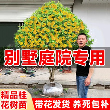 【特大苗】桂花树苗大树嫁接四季桂花卉庭院绿植物老桩盆栽金丹桂