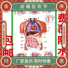 結構圖掛圖內臟醫院宣傳心臟人體器官醫學人體示意圖系統海報解剖