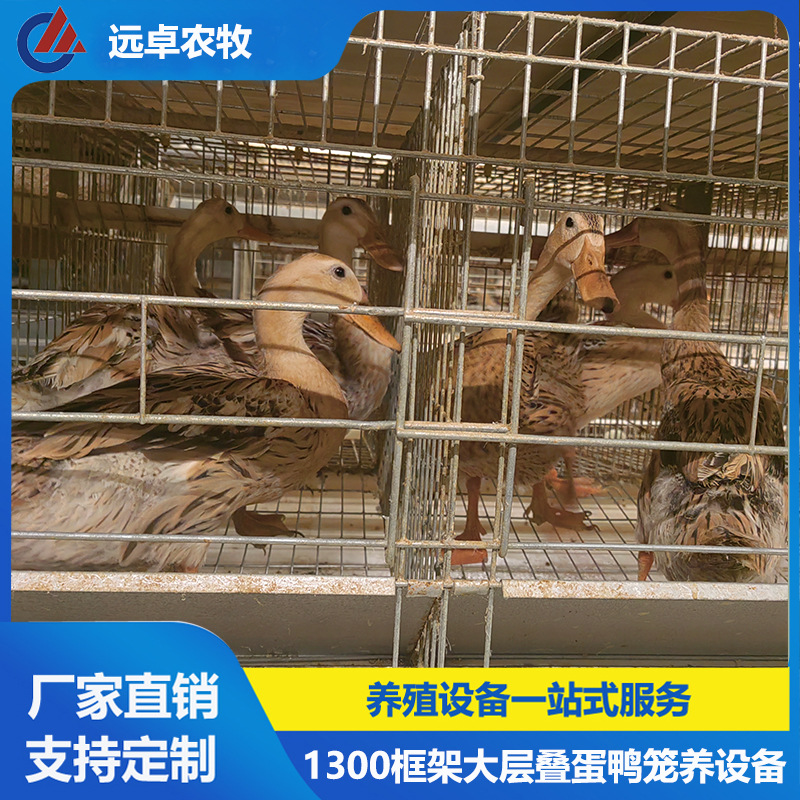 层叠蛋鸡笼 浙江衢州自动清粪行车喂料新型四层H型框架式蛋鸭笼养