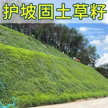 草坪草籽护坡固土四季常青黑麦草种子耐寒耐旱绿化工程狗牙根草籽