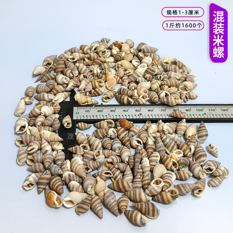 貝殻と法螺貝 1～2cmをポンド単位で販売、貝殻と砂を混ぜて手作りのDIYテーブルを製作、ドリフトボトルを製作|undefined