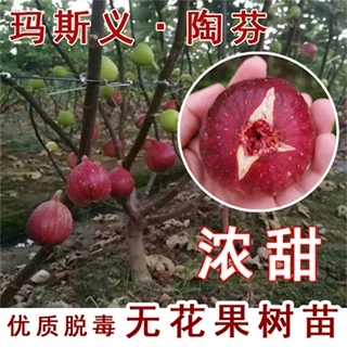 无花果树苗UCR-187-25无花果苗特大黄果盆栽地栽庭院阳台当年结果