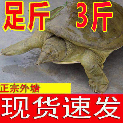 Turtle Fresh living thing edible Turtles Turtle Seafood Fresh Bastard Soft-shelled turtle wholesale Nutrition Laobie