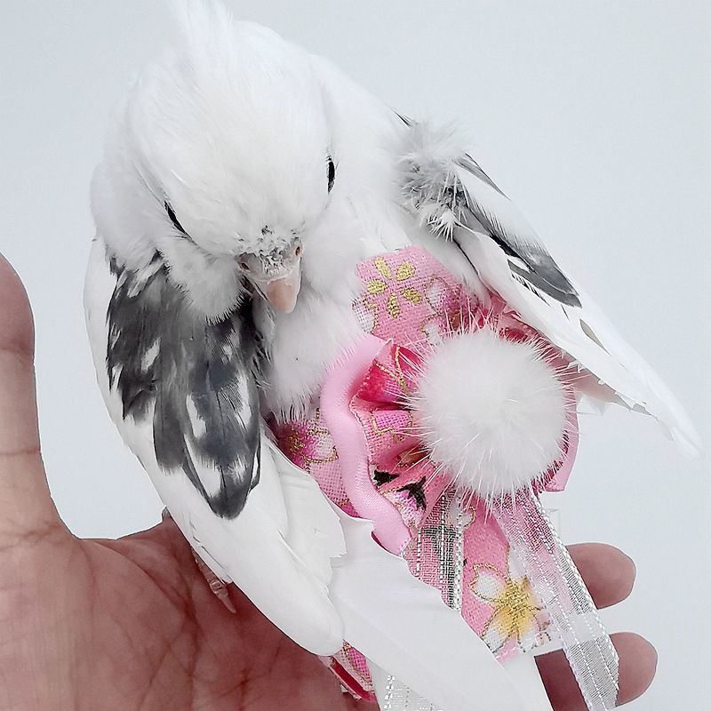 Parrot Diapers, Bird Export Poop Bags, Colorfulful Clothes, Cute Tiger Skin Peonies, Pet Black Phoenixes, Ready-Made Products, Shipped Nationwide