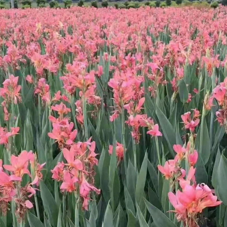 Водные растения водные Канна сафлор Канна цветок лист Канна реки озеленение базы большое количество