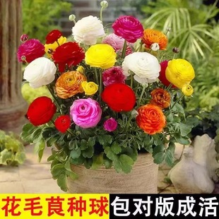 Cold-resistant Four Seasons Ranunculus japonicus Seed Double Butterfly Celery Leaf Ocean Peony Eustoma grandiflorum Balcony Potted Flowers