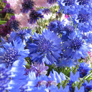 ʸ܇�ջ��N�ļ��׷N������ʸ܇�շN������ͥԺ�G���ͺ����ܷN����