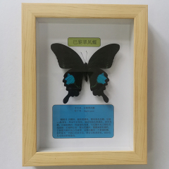 IYR7 Real Butterfly Specimen Picture Frame Decorative Painting, Butterfly Exhibition Craftwork, Insect Butterfly Specimen Exhibition for Holidays