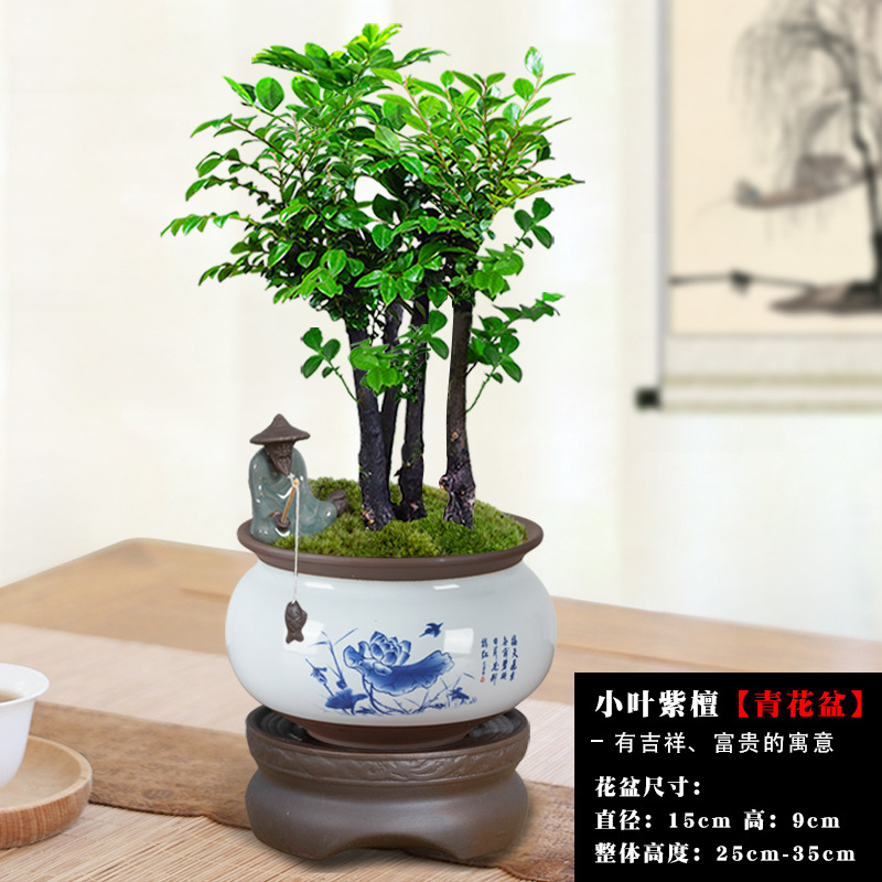 [게으른 사람들을 위한 10일 무물주기 메인 사진] 여러 개의 붉은 백단향 + 연꽃 빈 초록과 흰색 화분 + 보라색 모래 저수기 베이스 / 무료 어부