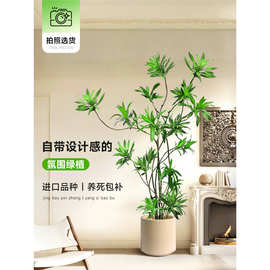 百合竹客厅绿植室内大型办公室盆栽金心细叶造型真老桩轻奢高级感