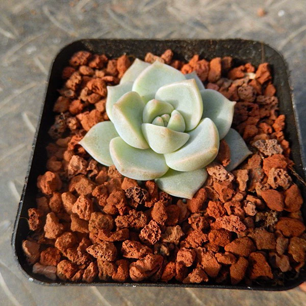 Оптовый вулканический камень красный вулканический камень мясистый субстрат для выращивания 3 ~ 6 мм 20 кг