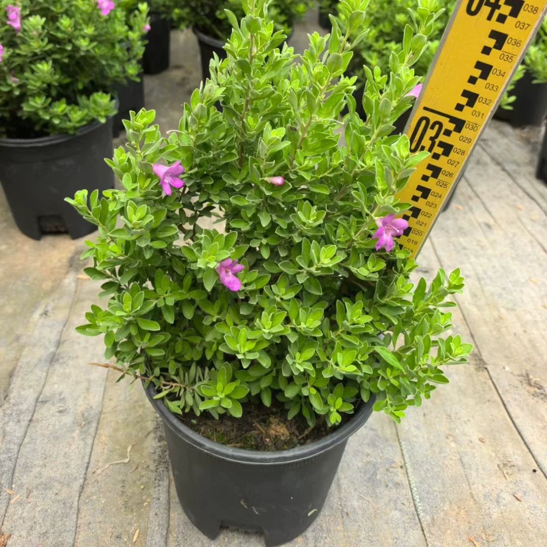 Сафлор нефритовый гибискус в горшках