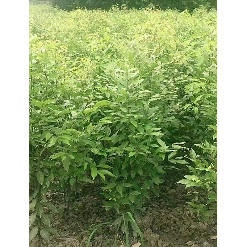 Цун Тяньчжу Гуй Клетка Хедж Чжу Сяншань Корица Почва Корица Гора Югуй Чэнду Озеленение рассады