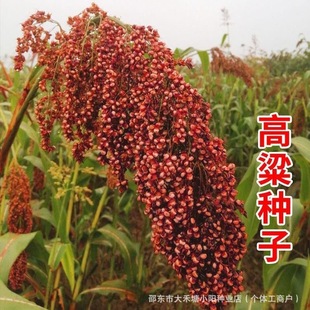 ������N����Ʒ�N�t�����N�Ѵ����ļ����׷Nֲ�������ͺ���