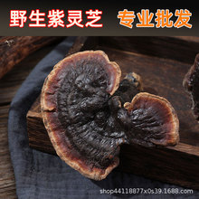 纯野生紫灵芝云贵高原枫树天然整个野芝干货味香不苦煮汤煮茶泡酒
