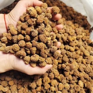 ����ɹ�500g�Sc���ò��ԕ�o�����F���خa���S�F؛���l�SC