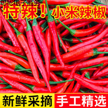 小米辣椒新鲜辣朝天小米椒红椒指薄皮辣椒农家自种商用批发包邮