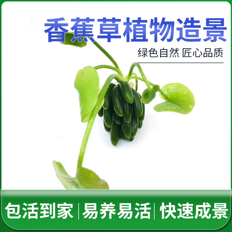 Мини-банановая трава, живые водные растения, подводные листья, аквариум, декоративный ландшафтный дизайн, настоящие водные растения, оптовая продажа, маленький банановый аквариум, вода