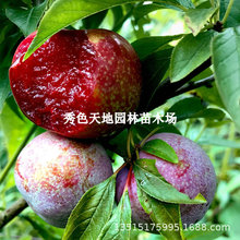 果树苗银妃三华李树苗红肉李子树苗早中晚熟大蜜李苗种植当年结果