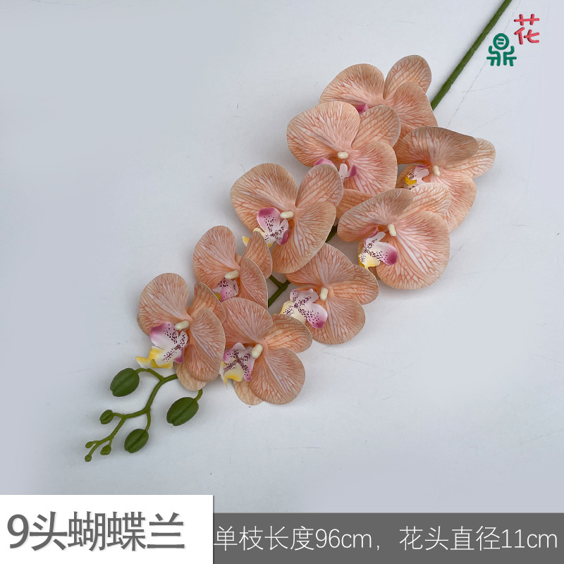 9 phalaenopsis GFG #51 샴페인