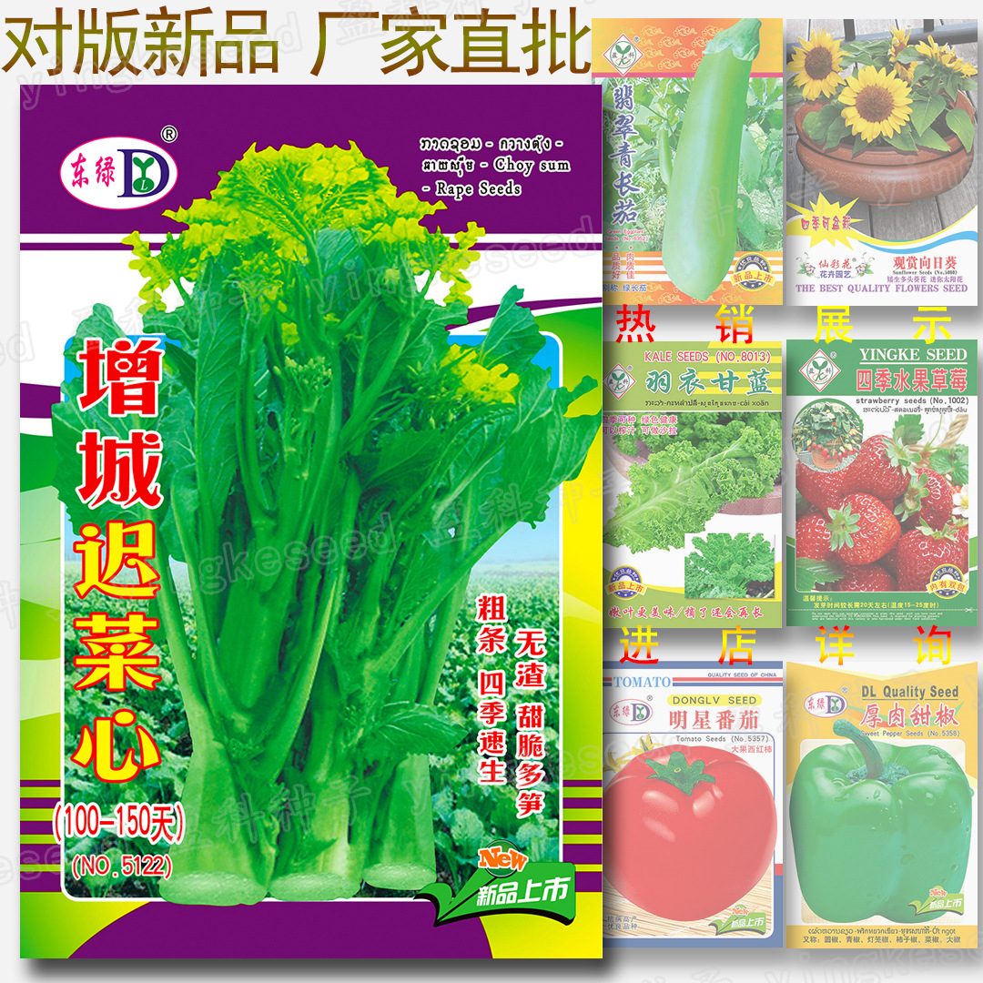 增城迟菜心种子 100-150天迟花甜菜心籽批发 甜脆多笋 连州菜苔籽