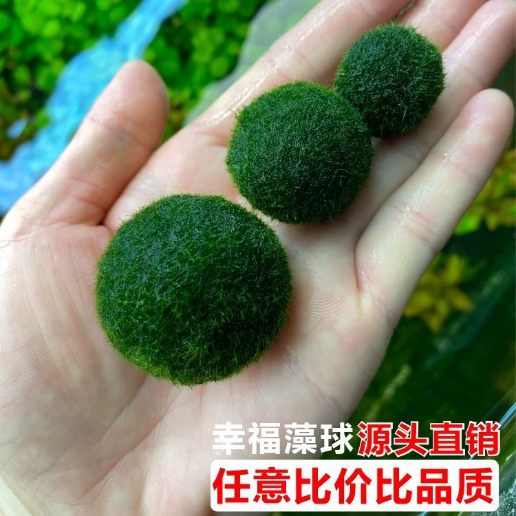 Поставляется напрямую от источника, шарик из водорослей marimo happy, пресноводный зеленый живой микропейзаж, экологическая бутылка, растение, моховый шарик