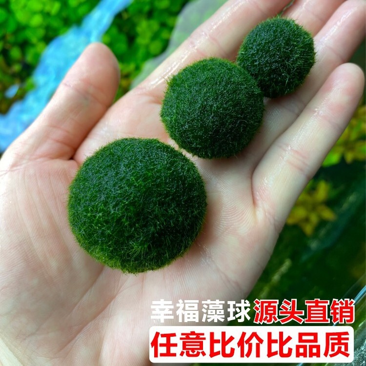 Source Direct Supply Marimo Happy Seaweed Ball Freshwater Green Living Micro Landscape Ecological Bottle Plant Mossball