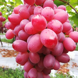 �˂��������� �ؑc������ �Ĵ������� ��������� �F��������