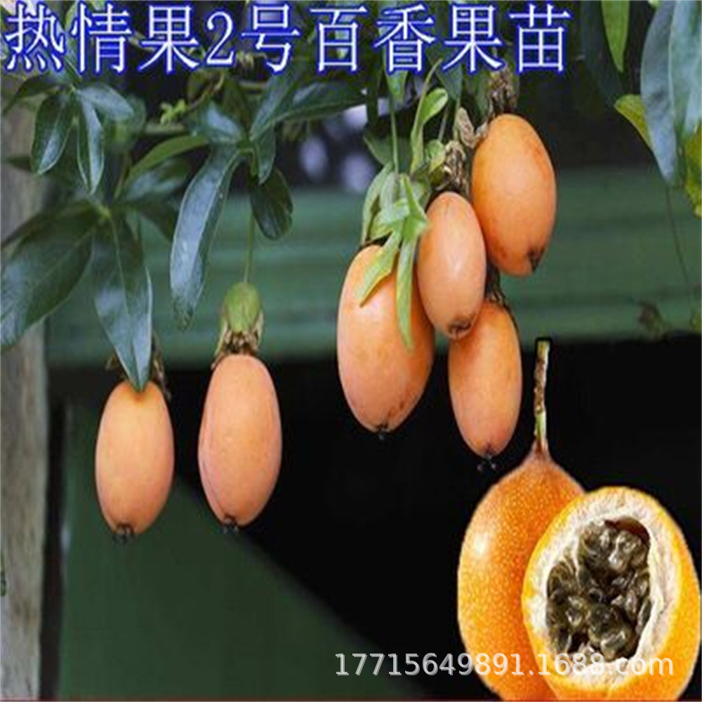 热情果2号百香果西番莲盆栽清香蜂蜜味常绿爬藤植物树苗果树果苗