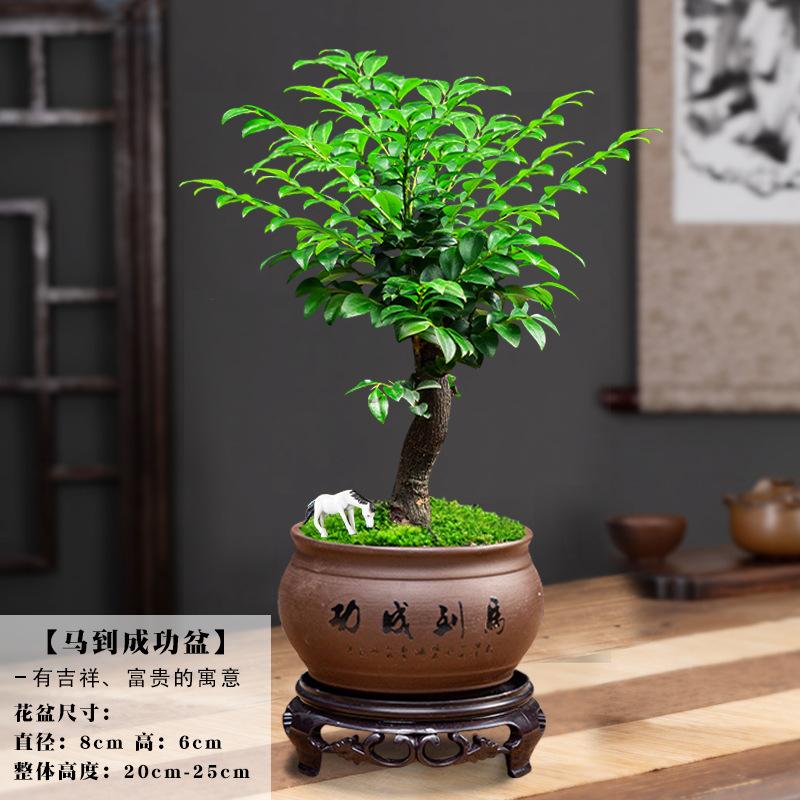 [인기 판매 추천] 오래된 더미 단극 자단 + 보라색 모래 즉석 성공 분지/무료 기본 조랑말