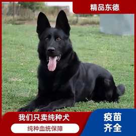 出售纯种东德牧羊犬幼犬活体家养宠物纯色双血统芯片证书齐全