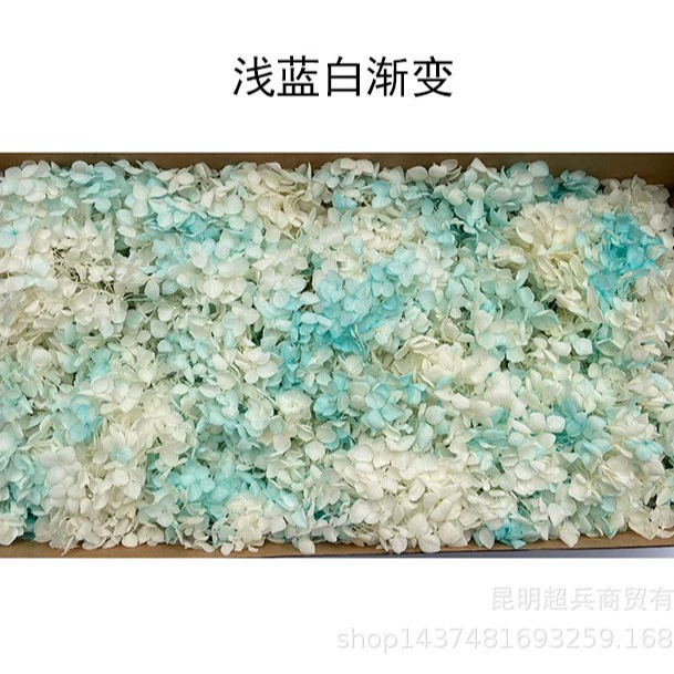 [Вечная Life Flower Hydrangea] Анна Градиентный цвет Лист Hydramid Книга цветов оптом DIY цветочная коробка материал для просмотра