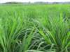 Manufactor For many years Ryegrass Pasture green Lawn Grass pig Sheep Livestock Grass High yield