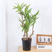 金边百合竹盆栽室内桌面好养富贵竹造型老桩网红植物盆景好养植物