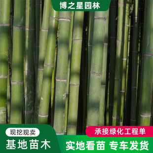 Gang Bamboo Seedlings Wholesale Courtyard Evergreen Bamboo Seedlings Garden Engineering Greening Foliage Plants Green Bamboo Light Bamboo Seedlings