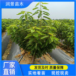 润景农业  5公分嫁接樱桃树苗 美植袋带土发货 多分支定杆樱桃树