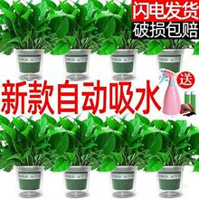 #绿航绿萝盆栽室内除甲醛净化空气长藤麦萝氏绿瘦子新房用绿箩植