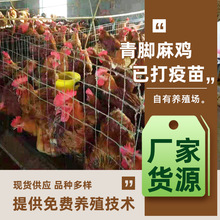 脱温青脚麻鸡苗 快大铁脚麻鸡苗 青脚麻鸡苗母苗 麻鸡雏崽
