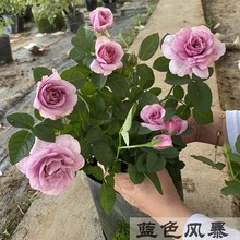 �¼��ش󻨝����֭�̨ͥԺ����ֲ�������Nޱ�ļ�õ�廨�玧����