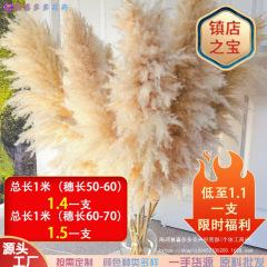 越境、大蒲葦のドライフラワー越境商品temu希音アマゾン越境売れ筋ボヘミアンスタイルの卸売